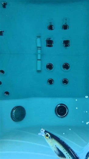 LURE HACK ➡️ Turn your floating plug into a suspended or sinking lure—without drilling, cutting or ruining your lure! ⚪️ You can easily turn a floater diver into a suspending or sinking plug using Storm Suspend Strips or Dots. ↕️Adjust placement of the strips to control sink rate and balance, a little trial and error goes a long way. ⬆️ Floating lures work best when fish are aggressive and feeding upward. ⬇️ Suspending or sinking lures shine when fish are neutral or inactive, holding deeper in t