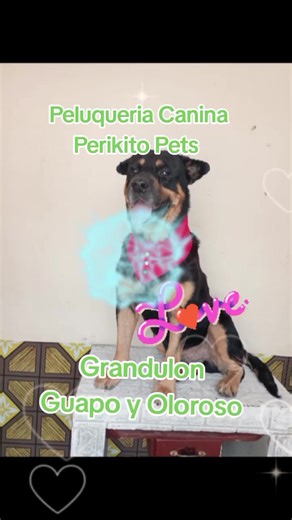 Videos de Perikito Pets (@perikitopest) con “sonido original - Maxiii_04”