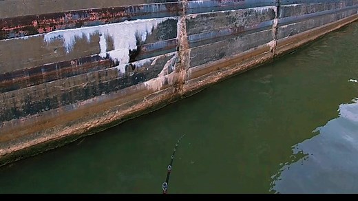 BIG MUSKY!! #outdoors #foryoupage #muskyfishing #piscfunfishing #fishing #fyp #fish #fishtok #musky @Piscifun