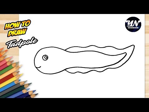 How to Draw Tadpole