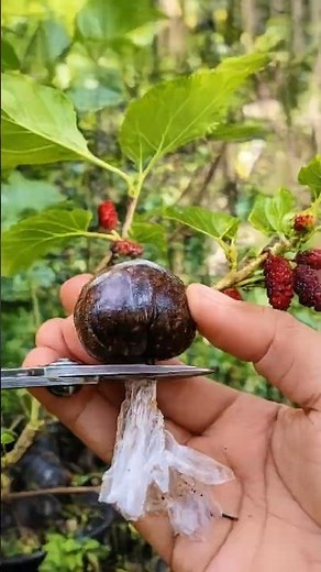 Make Mini Air Layering Balls for Small Branches – Fast & Easy #farminglife #farming #harvesting
