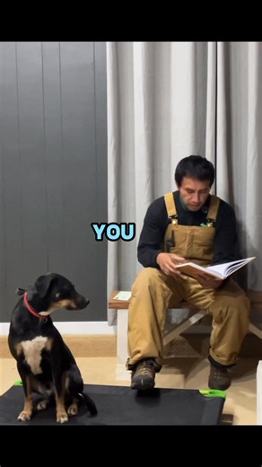 Myth: “Do not pet a fearful dog because you’re reinforcing fearfulness” | W.a. Garrido