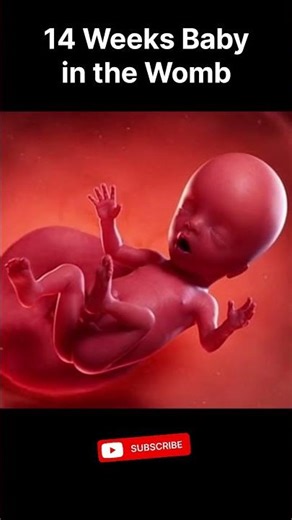 14 Weeks Pregnant Baby in Womb | 3 Months Fetal Growth Explained। Medical 3D Animation।