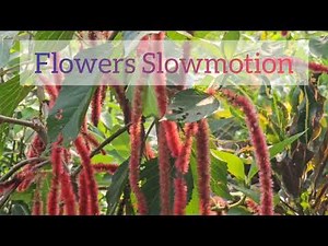 Natural Video EP - 85 | Acalypha hispida Plant Farming Videography