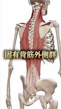 The lateral dorsal muscles (longissimus and iliocostalis) are responsible for most of the trunk e...