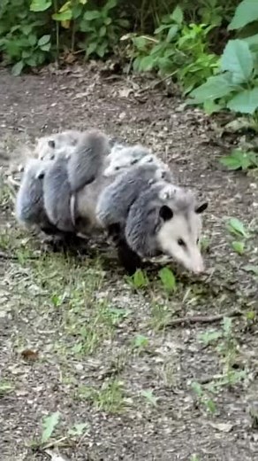 Opossum Mom Carries Babies on Her Back || ViralHog
