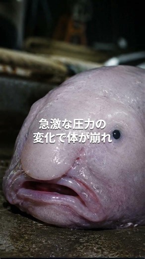 この魚、本当はこんな姿ではありません#深海生物 #ブロブフィッシュ #深海魚