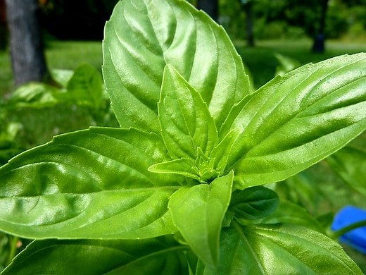 Albahaca: qué es, características, propiedades, cultivo,cuidados