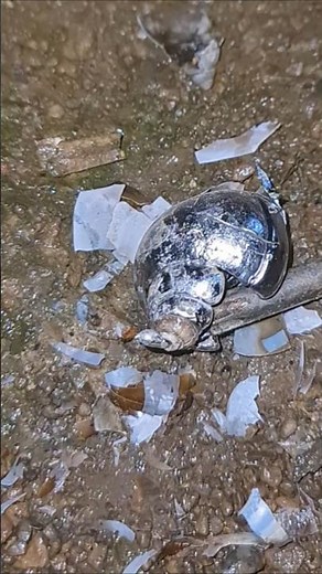 How to fill a snail shell with lead water on the rock.