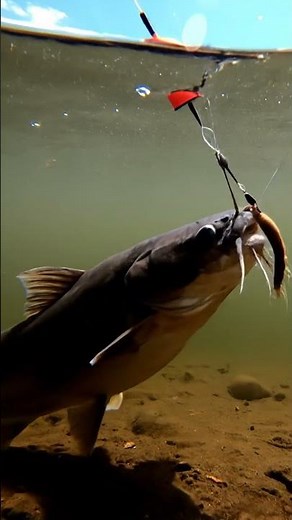 🤯 CRAZY Fish BITES Bait! You Won't BELIEVE What Happened Next! 🎣
