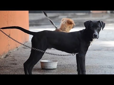 Stray dogs overrun streets of Mexico