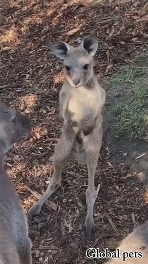 Ultimate amazing animals Transformation. Episode no 06. #ElectricEl #Frog #kangroo