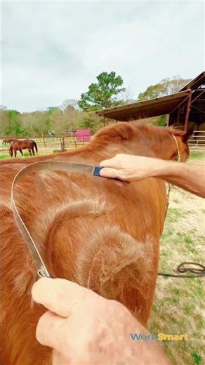 Horse Grooming Process : How Curved Tool Skilled Hands Work Together to Remove Loose Fur Efficiently