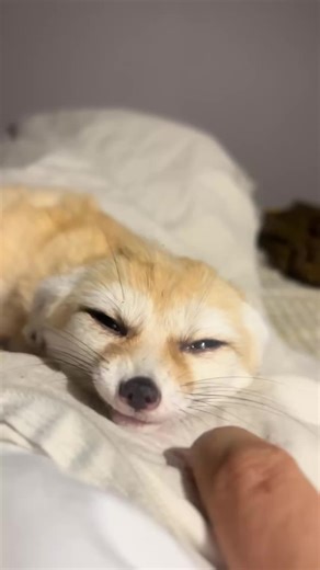 Fenec Fox: The Adorable Furry Friend