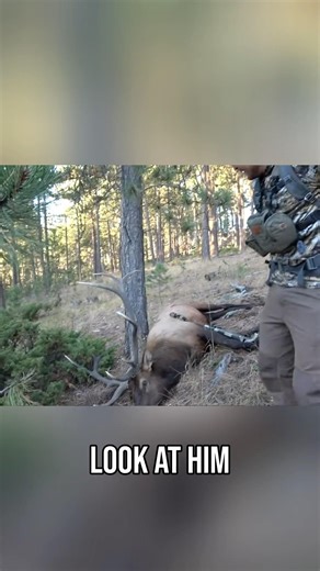Tune in tonight! Austin drops the hammer! #elkhunting #elk #buckstorm #bulldown