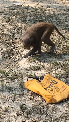 What Did the Monkey Just See? 👀🐒