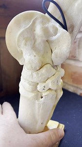 3.4K views · 76 reactions | The hock is one of the most hard working,...