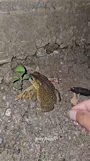 catch big frog funny 🐸#youtubeshorts...