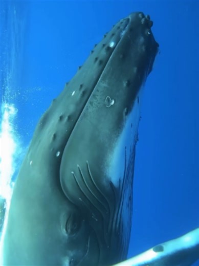 Encountering a Humpback Whale: An Ocean Adventure