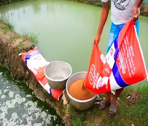4.1K views · 33 reactions | Hybrid Magur Fish Farming Business in India OMG! Hybrid Magur Fish Farming Business in India & Million Catfish Eating Food in Pond | K-12 Book Files | Facebook
