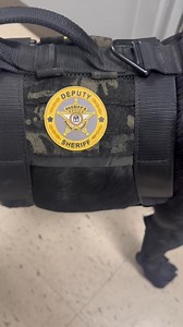 Meet ESD K9 Jeter and his handler/owner, Investigator Aspenwall. This team is a great addition to the Bartow County Sheriff's Office (Official). | Bartow County Georgia Media Group