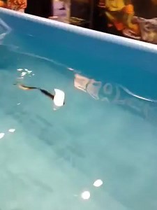 The Real Eel - integrated version - Alive at ICAST! | Savage Gear