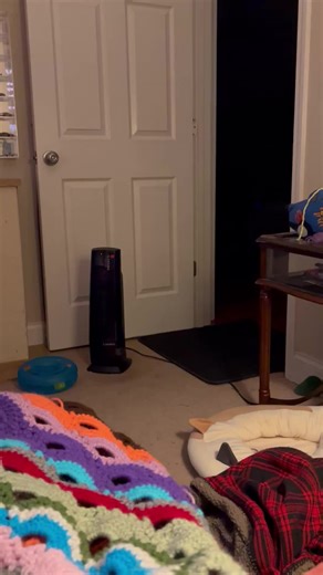 Monkee likes to jump and catch the propeller mid air! He’ll bring it back to be shot over and over again. ##mainecoon##fetchingcat##monkee