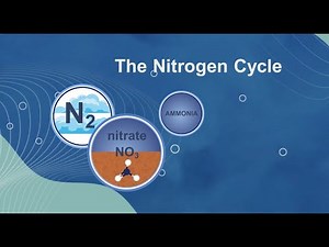 Introduction to the Nitrogen Cycle and the Impact of Nitrogen Pollution