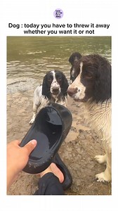 735K views · 10K reactions | cute and smart dogs . . . . . . . #cute #dog #doglovers #lovequotes_lovestory #viral #explore #trending | Lovequoteslovestory | Facebook