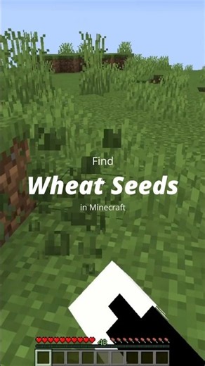 Find Wheat Seeds | Quick Minecraft How-To | #minecrafthowto #minecraftguide #mimecraftmemes