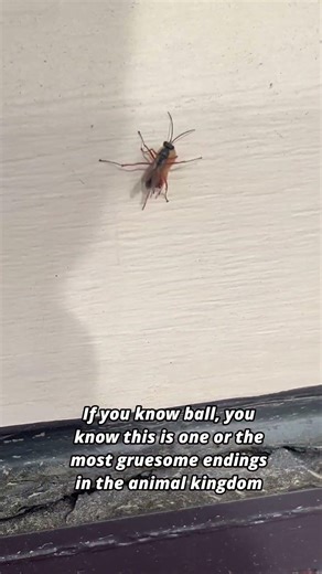 Long story short alien vs predator but in real life ***#explore #wasp #gatorboysouth