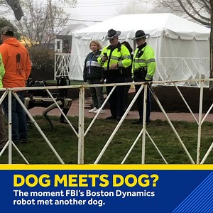 3.9K views · 35 reactions | Check out how excited FBI Boston's Dynamics robot gets when meeting another dog! | WMTW-TV | Facebook