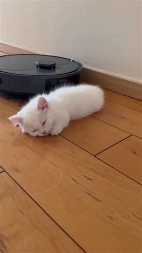 Roomba Cat Ride!