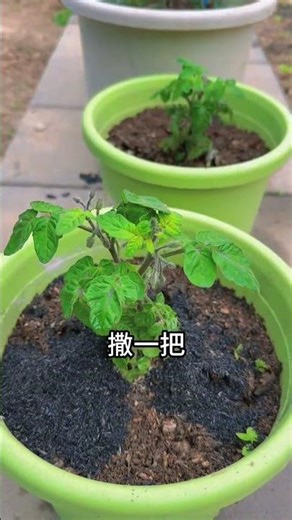 Top Morning Tip: Scatter Rice Husk Charcoal for Plant Growth