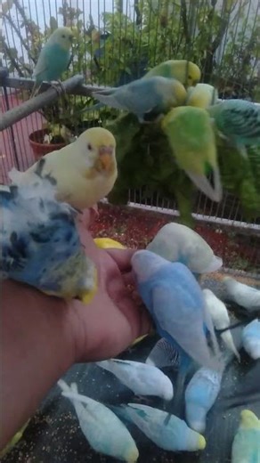 Luxury Budgie Colors 🐦✨