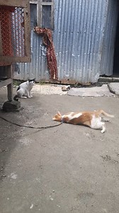 #cat #catlover #foryou #pet | Akkas Ali