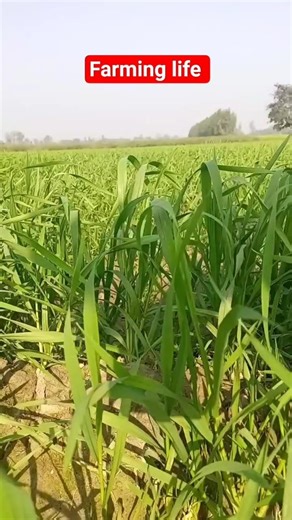 🌾 Farming life style vlog video || Farming life video || Farming mini vlog #farming #minivlog #viral