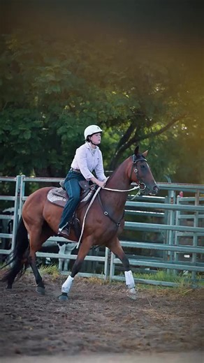 Discover the Australian Stock Horse Breed