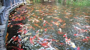 A group of colorful carp swim in the clear water pond. fish swimming in the pond. koi fish waiting for food. Raising koi fish in the pond. How to raise carp. feed the fish.