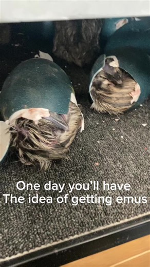 Why Emus Make Amazing Farm Companions