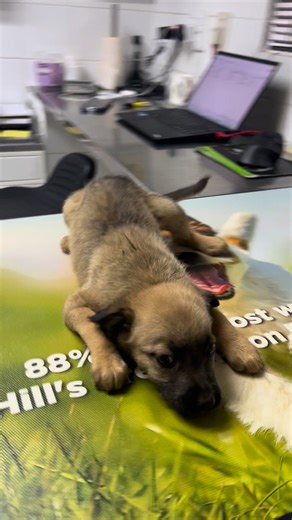 13K views · 99 reactions | The importance of deworming. On outreach, we came across this little pup that appeared paralysed. This is the result of worms. A simple deworimg tablet could have prevented all this trauma for this poor pup. We have named her Worm  and she is being treated at our awesome vets Petite Paws. | The Dogs Trust | Facebook