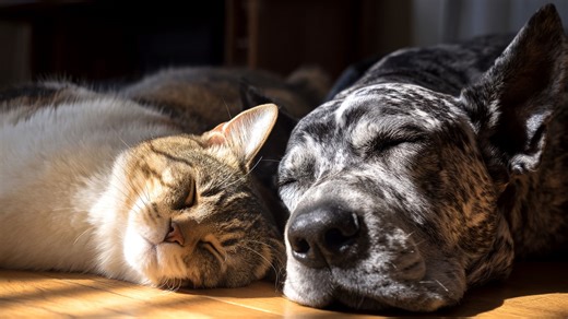 Never run out of pet essentials and save money with a new subscription deal