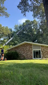 Dead poplar removal in under an hour! | Nates Tree Service