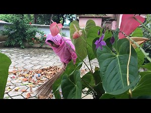 A day in my Life / How to season a Clay Pot | Traditional Seasoning