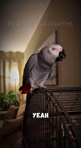 This Parrot raps better than Eminem! 😉