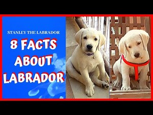 8 FACTS ABOUT LABRADOR RETRIEVER | Labrador Dog