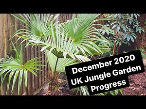 December 2020 UK Tropical Jungle Garden Progress