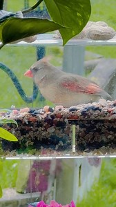 49 reactions · 38 comments | Although lacking the brilliant red plumage of the male, the female cardinal has an elegant beauty all her own, with a warm, buffy tan color over her back, breast, and sides; red-orange on the wings, tail, and crown; and a blackish “mask.” Female cardinals also have a crest and a chunky red-orange bill, traits they share with males. | Georgette Miller | Facebook