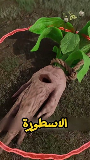 نبات يصرخ ويموت كل من يسمعه.. الأسطورة المرعبة لنبتة المندراغورا! 🌿😱