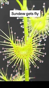 3.4K views · 40 reactions | Drosera latifolia catches a fly #timelapse #zeitraffer #sonnentau #carnivorousplants #carnivore #drosera #sundew #fyp #carnivoresoftheworld #fleischfressendepflanze #reels #reelsviral #reelsinstagram #reelsvideo #trendingnow #reelsvideo #Facebookreelscontest #trending #asmr #ASMR #viral | Carnivorous Plants | Facebook
